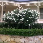 Flowers — Landscape & Gardening in Charlestown, NSW